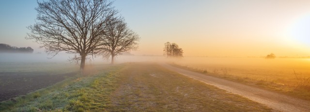 Weiland met dauw.jpg